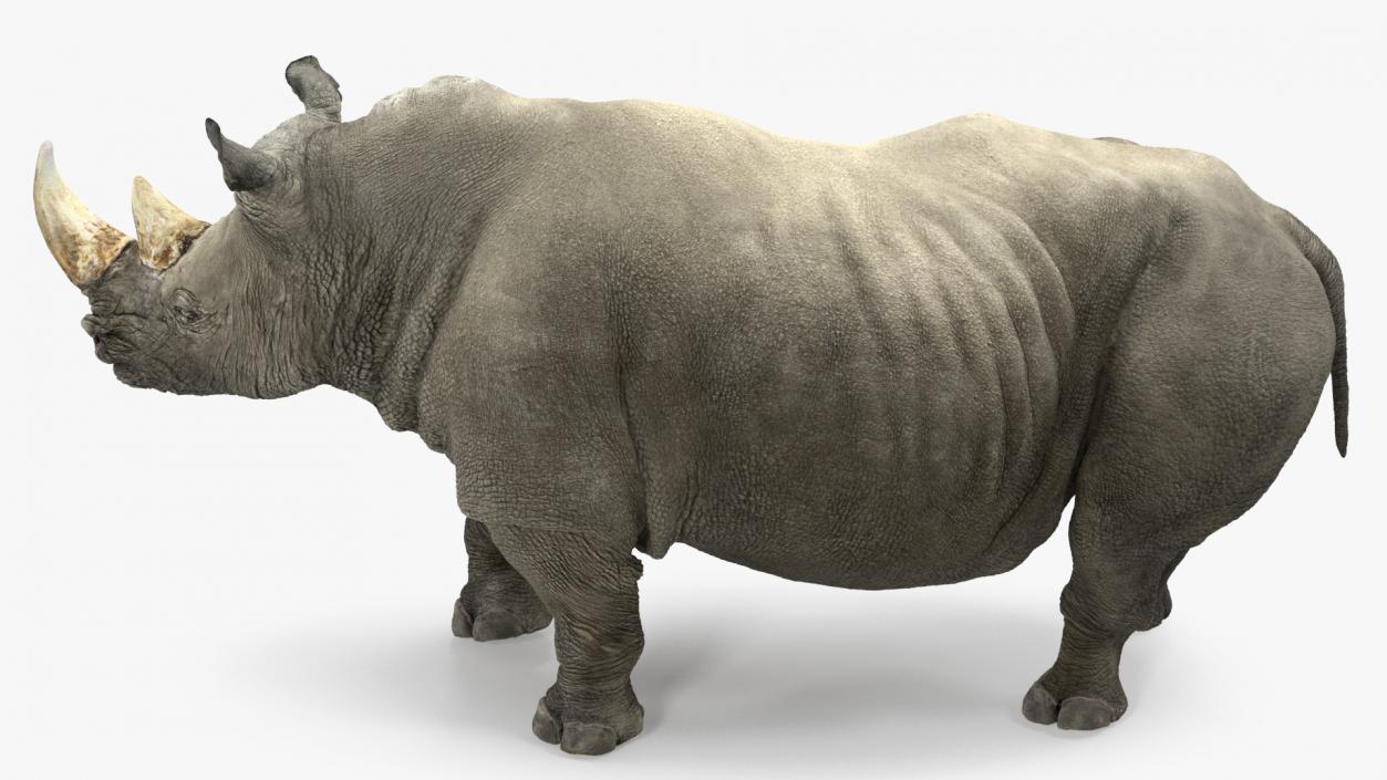 Rhino Rigged 3D