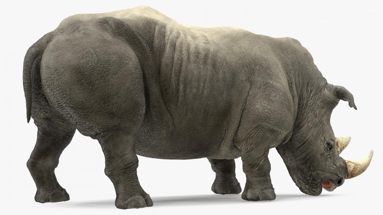 Rhino Rigged 3D