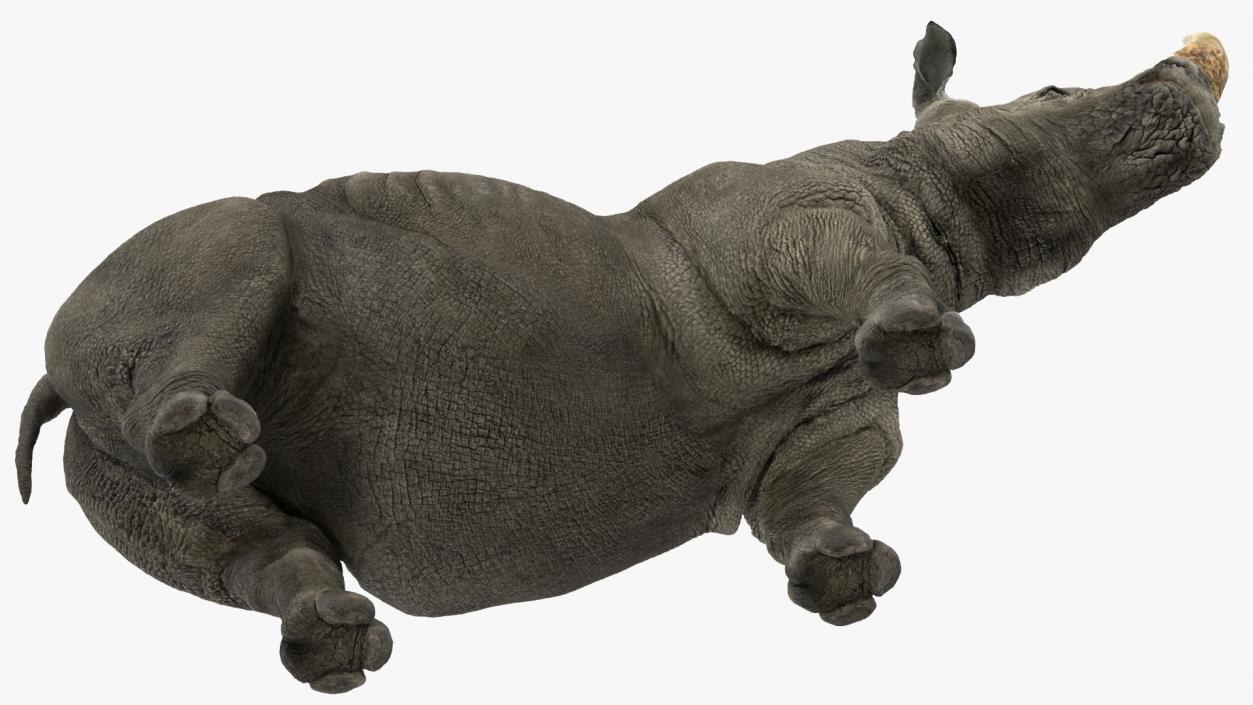 Rhino Rigged 3D