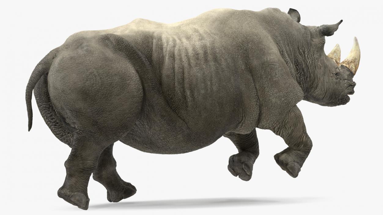 Rhino Rigged 3D