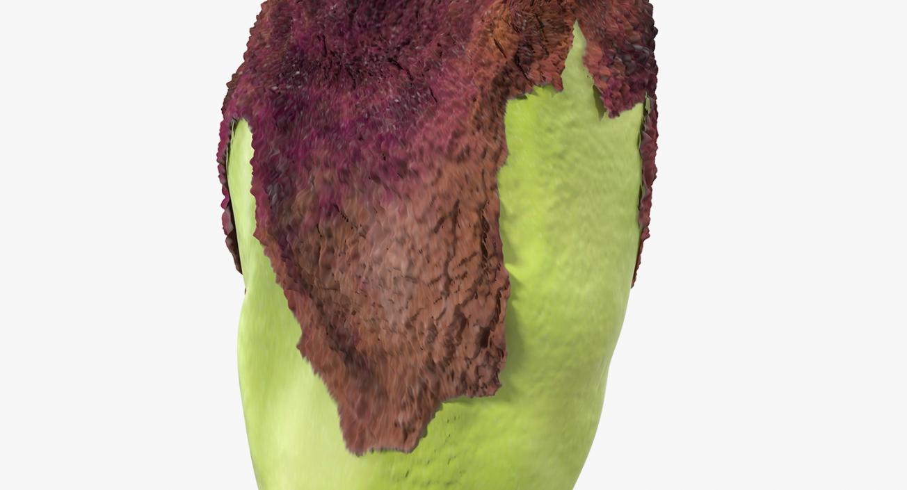 3D model Green Pistachio Seed