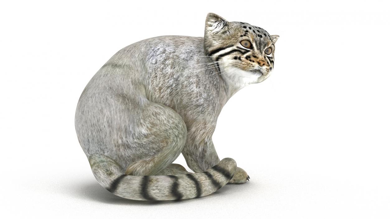 3D model Manul Cat in Sitting