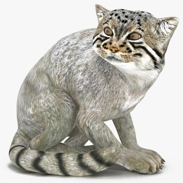 3D model Manul Cat in Sitting