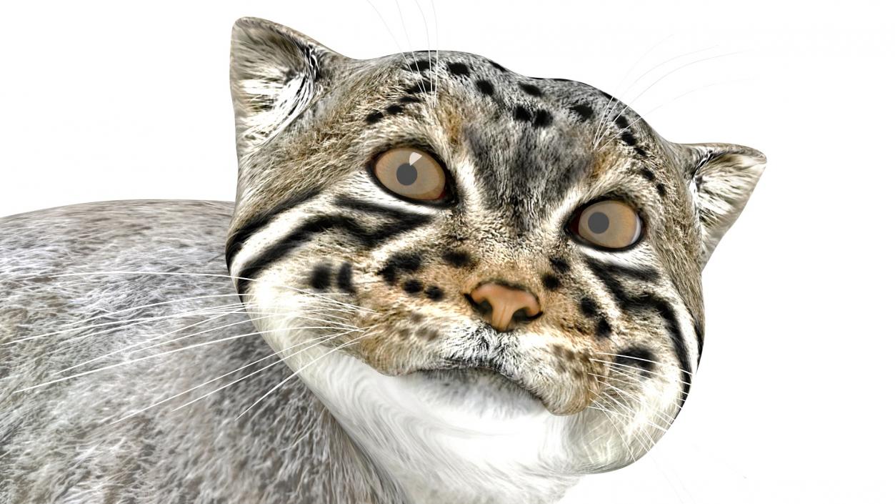 3D model Manul Cat in Sitting