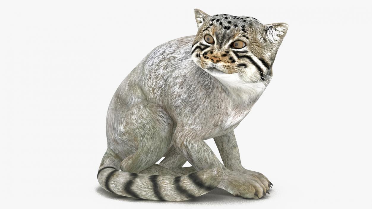 3D model Manul Cat in Sitting