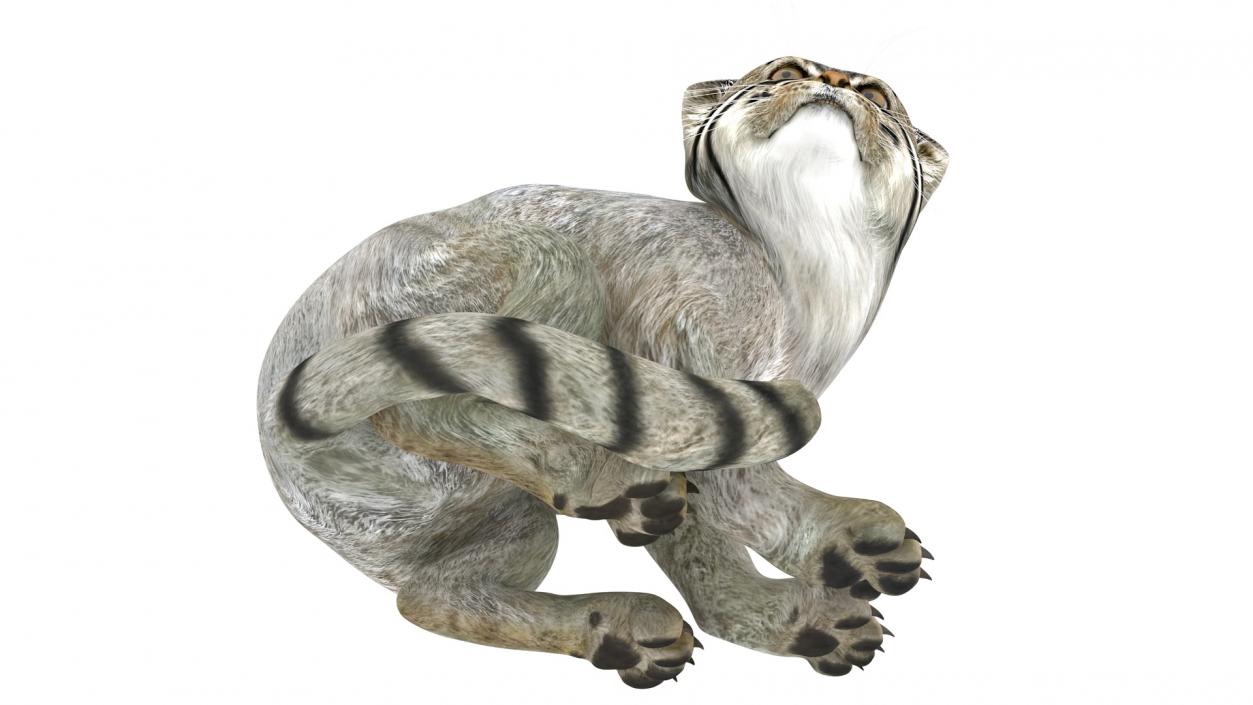 3D model Manul Cat in Sitting