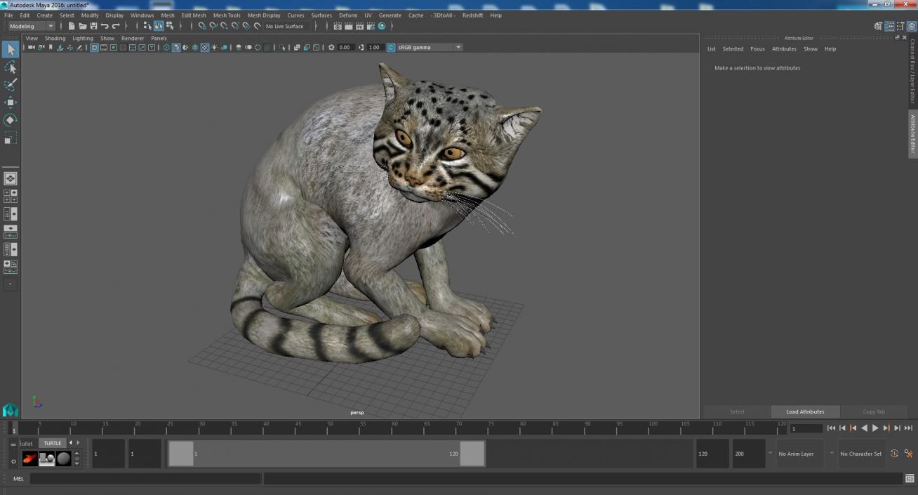 3D model Manul Cat in Sitting