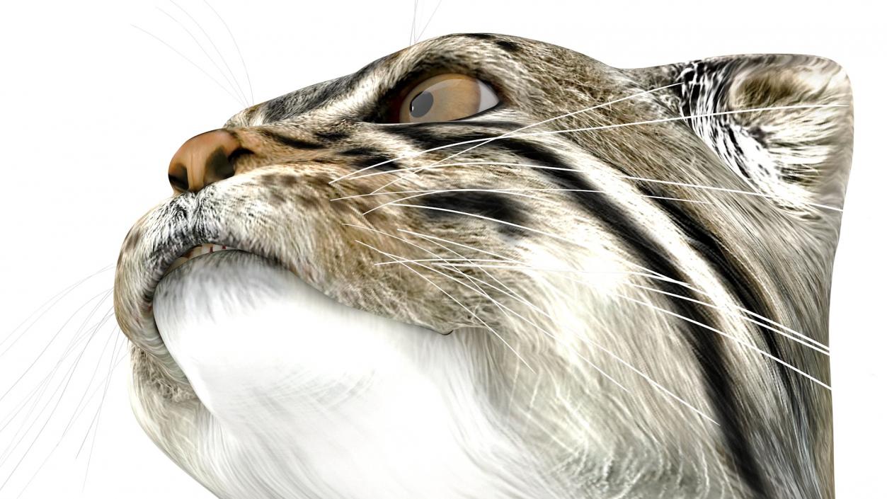 3D model Manul Cat in Sitting