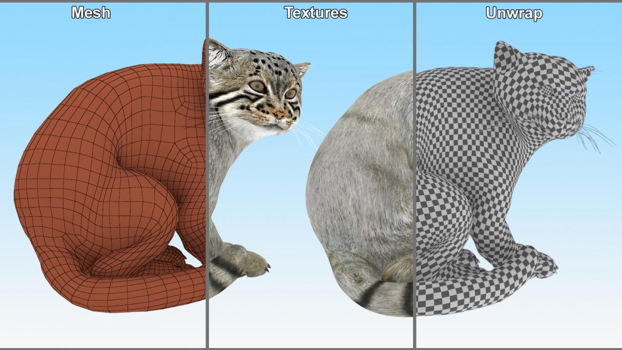 3D model Manul Cat in Sitting