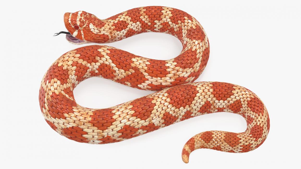 Red Hognose Snake Attack Pose 3D model