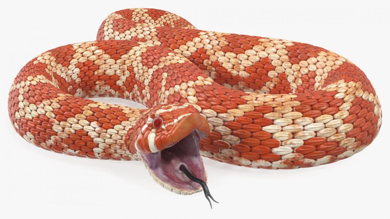 Red Hognose Snake Attack Pose 3D model