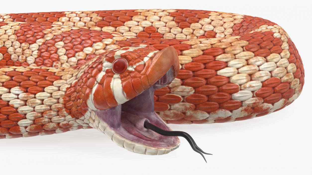 Red Hognose Snake Attack Pose 3D model