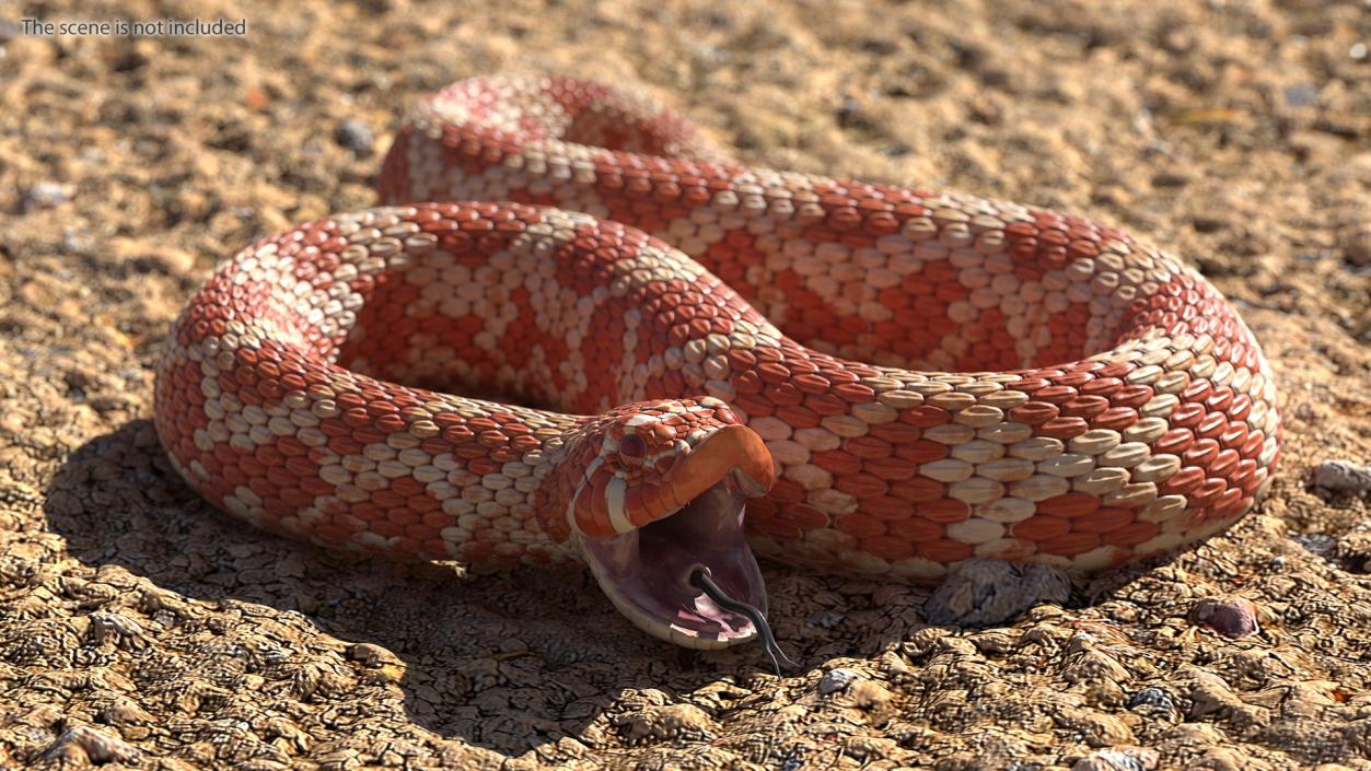 Red Hognose Snake Attack Pose 3D model