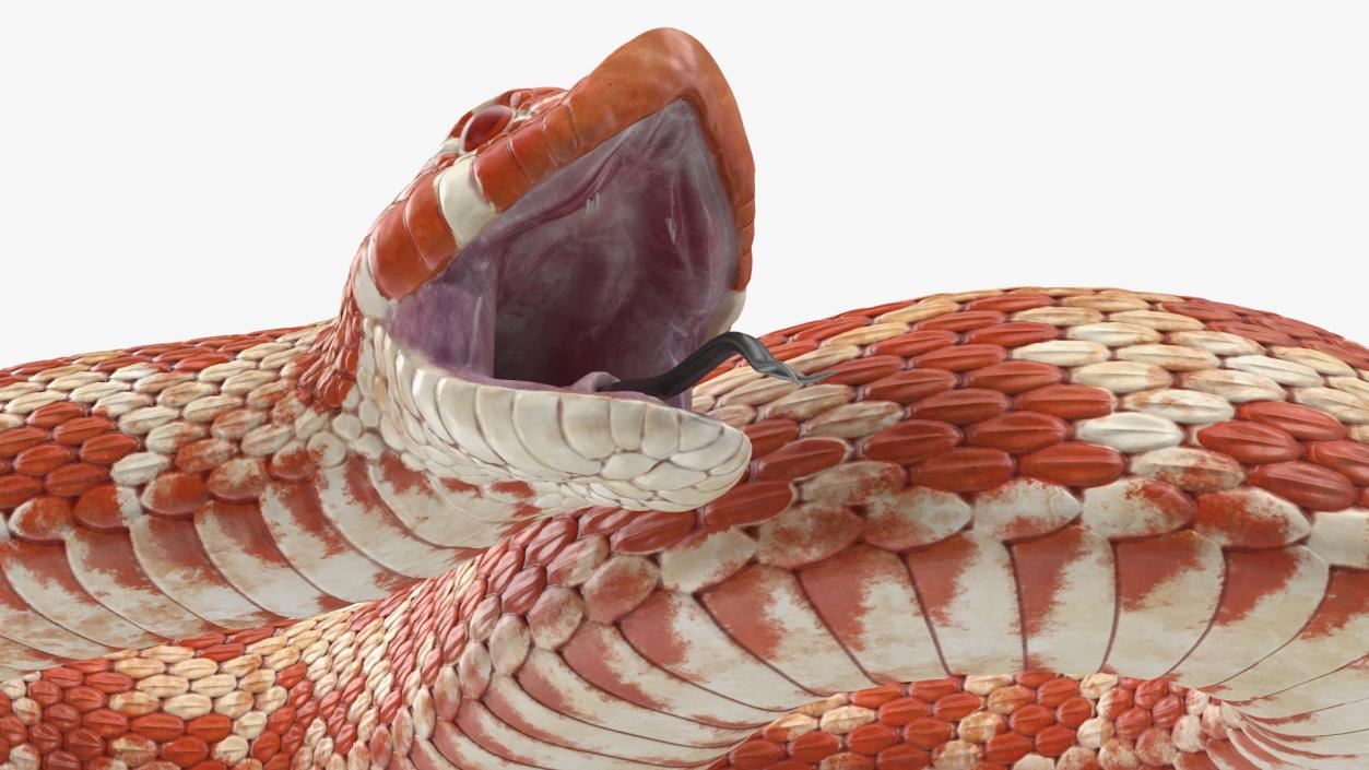 Red Hognose Snake Attack Pose 3D model