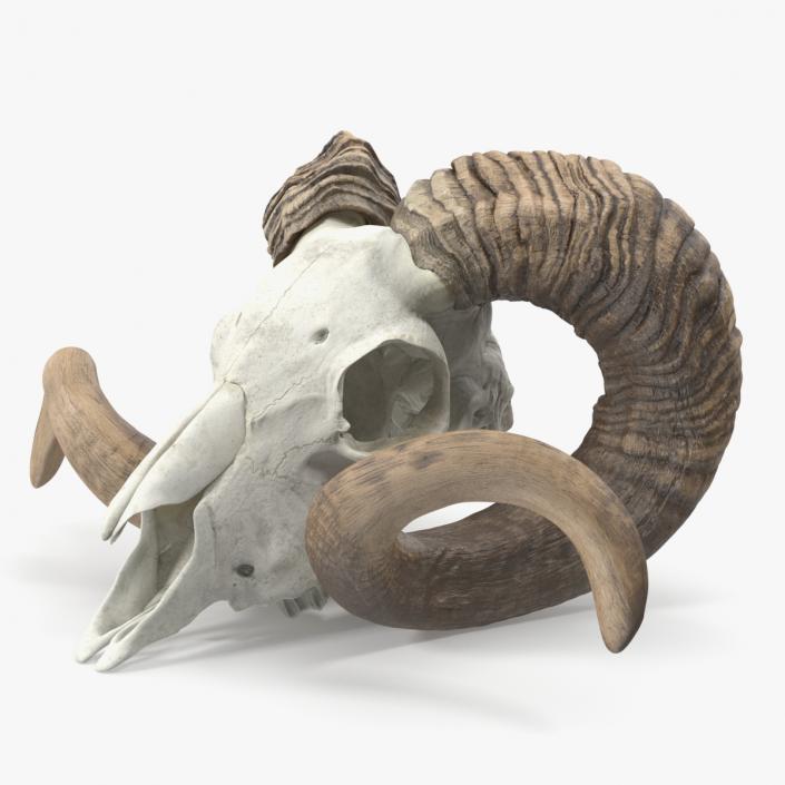 3D model Sheep Ram Skull with Nose Bone Dark