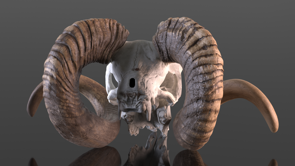 3D model Sheep Ram Skull with Nose Bone Dark