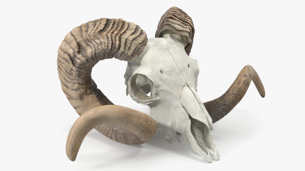 3D model Sheep Ram Skull with Nose Bone Dark