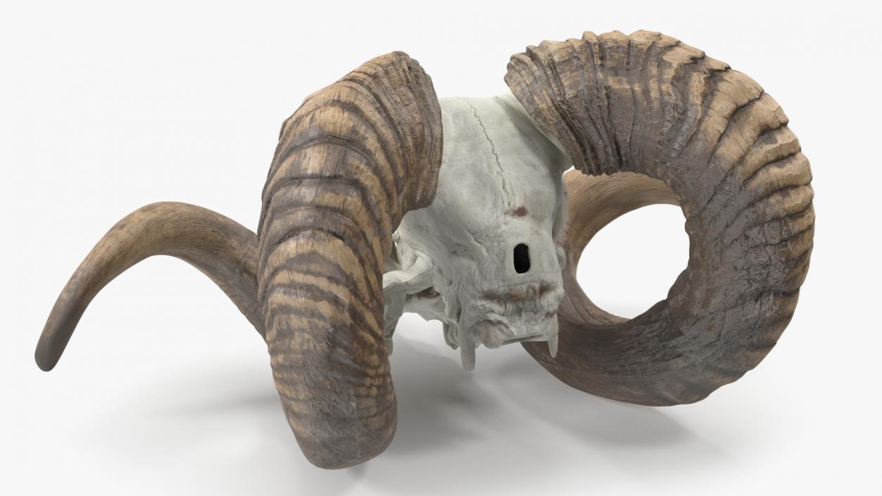 3D model Sheep Ram Skull with Nose Bone Dark