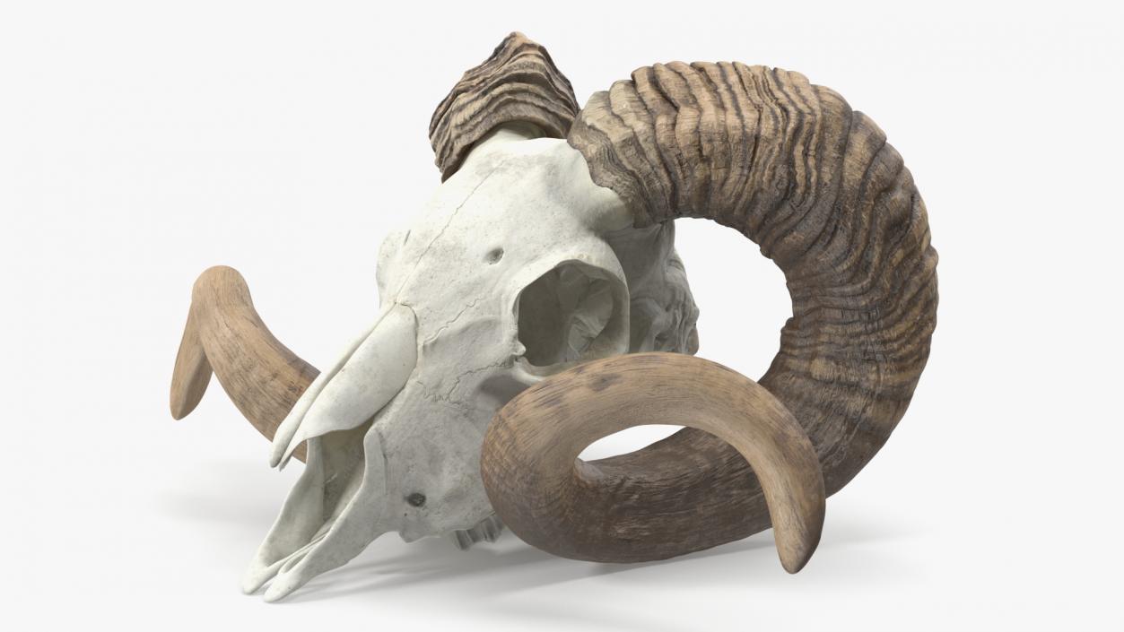 3D model Sheep Ram Skull with Nose Bone Dark