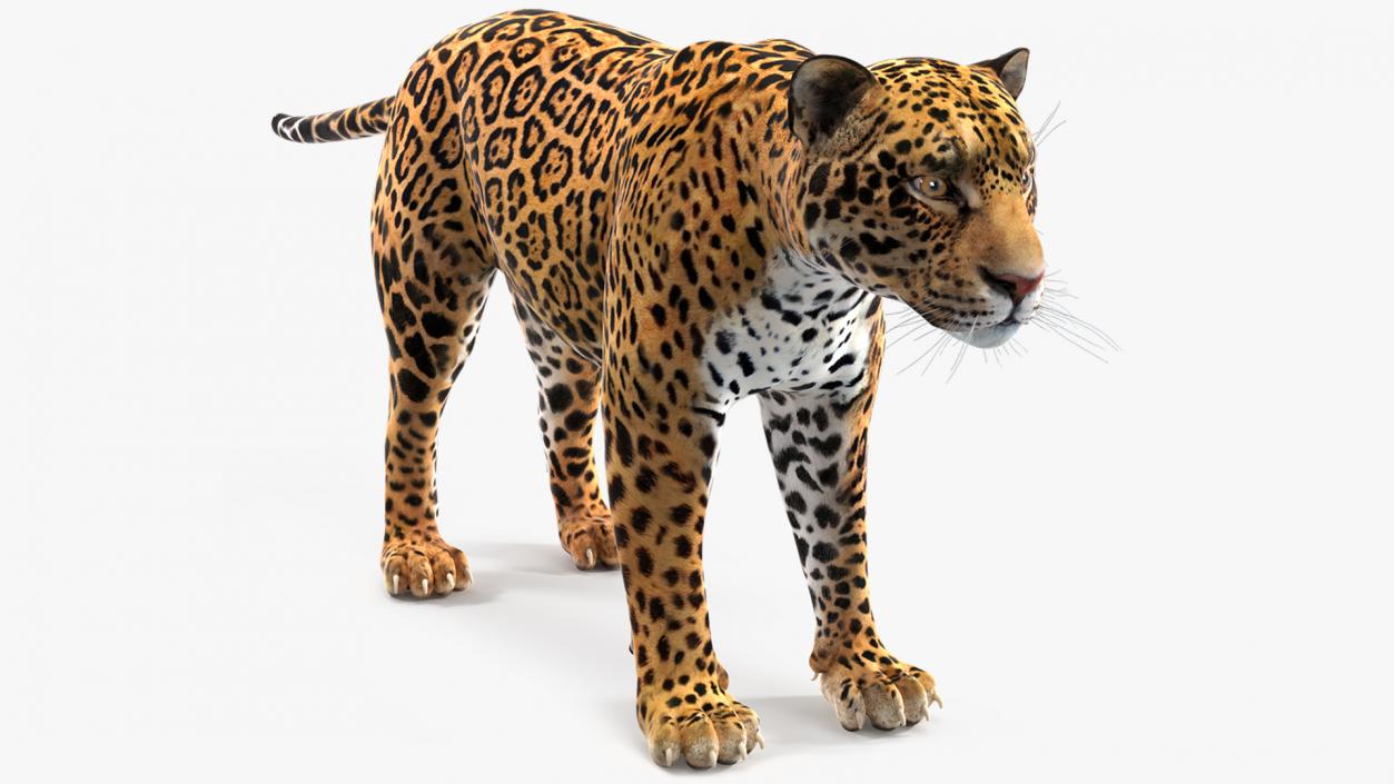 3D model Jaguar