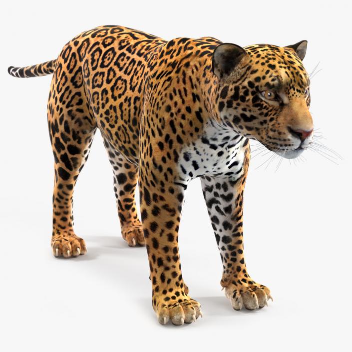 3D model Jaguar