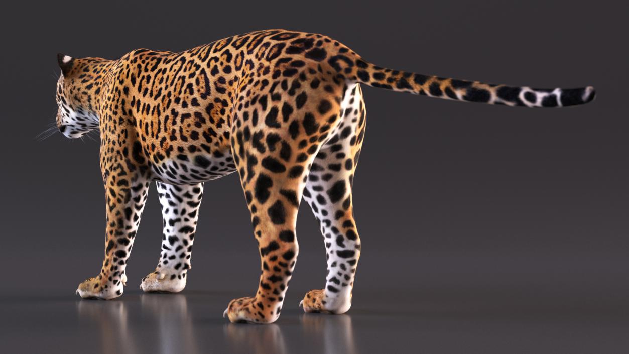 3D model Jaguar