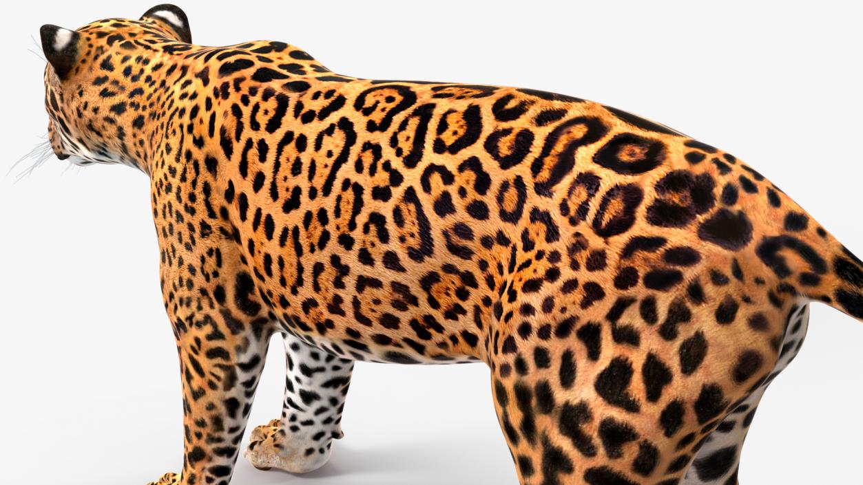 3D model Jaguar