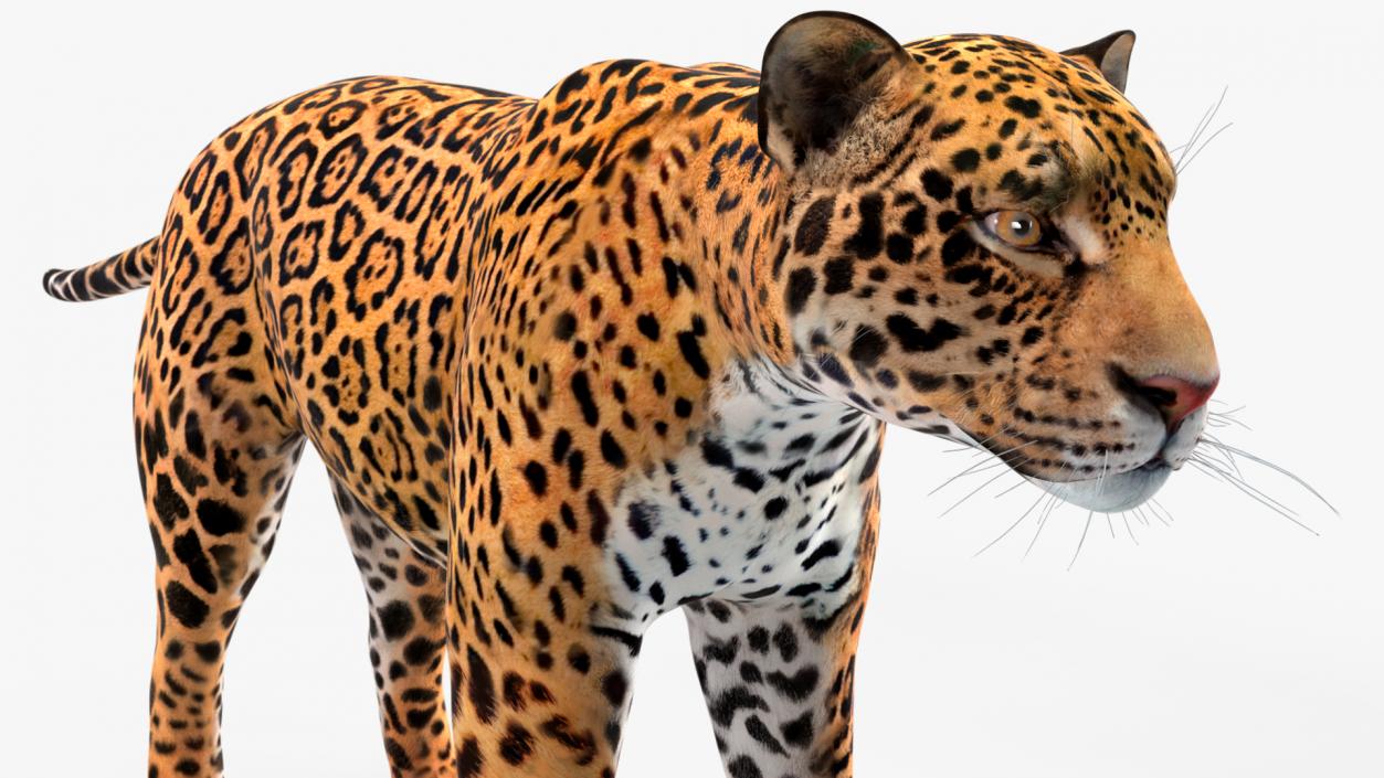 3D model Jaguar