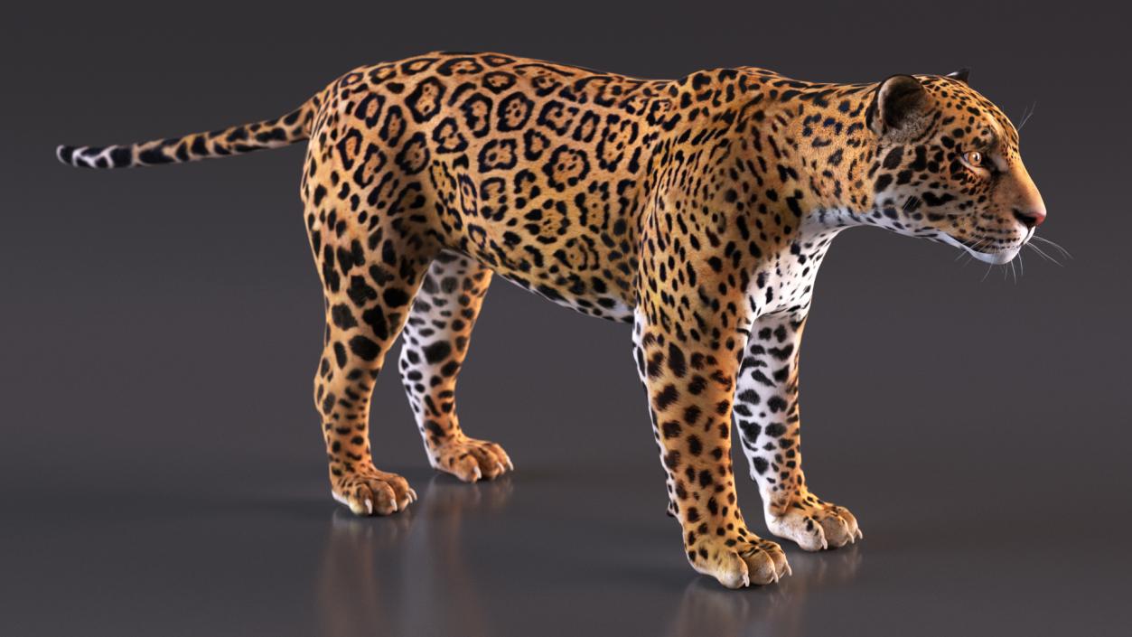 3D model Jaguar