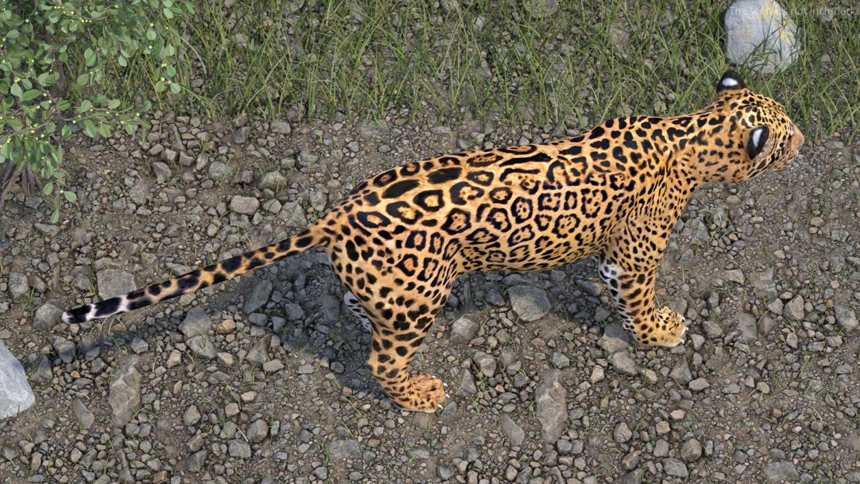 3D model Jaguar