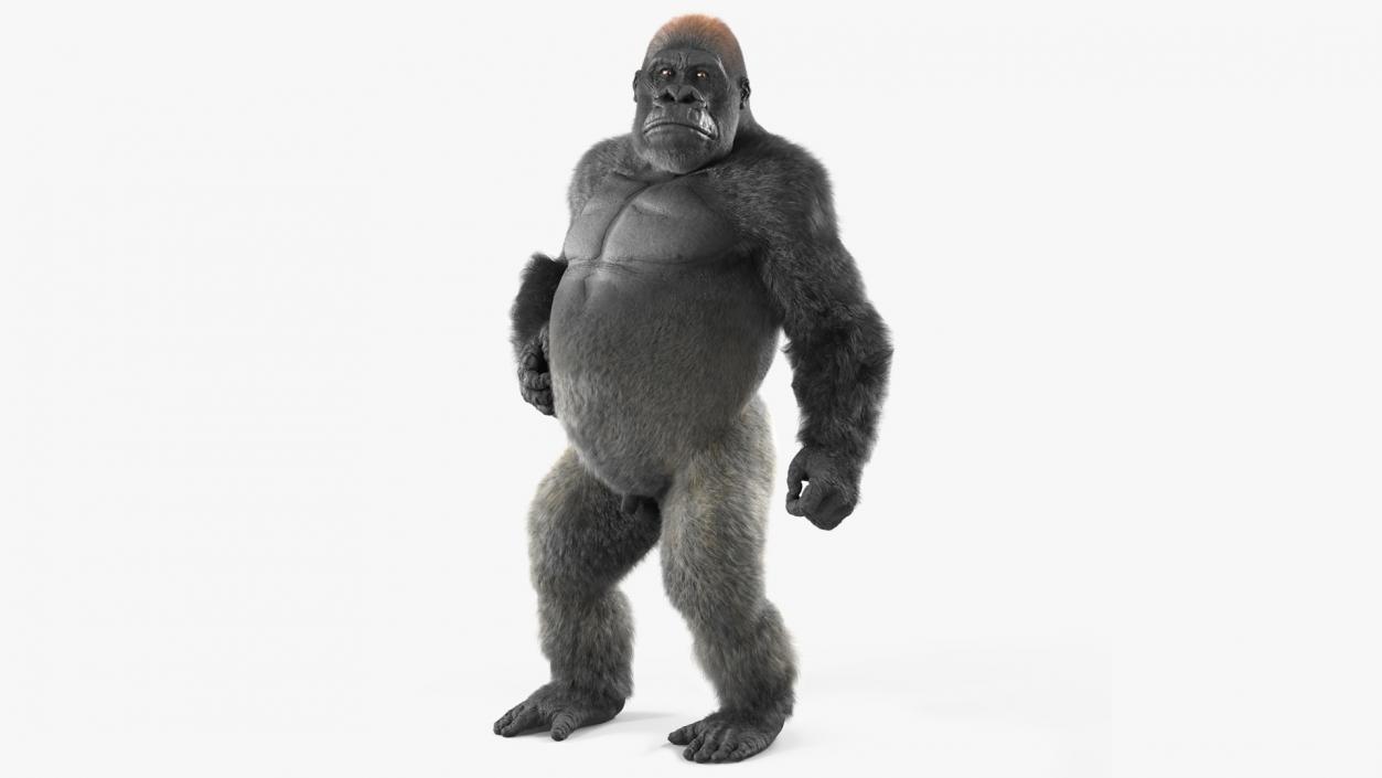 3D model Roaring Gorilla Fur Animated Rigged