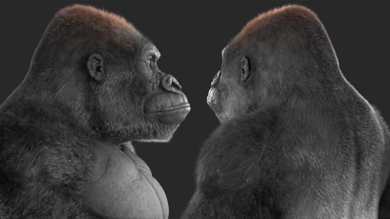 3D model Roaring Gorilla Fur Animated Rigged