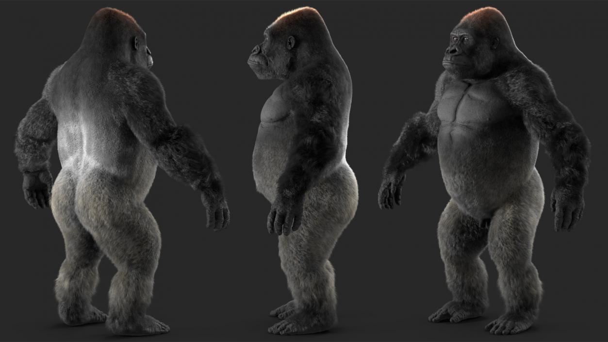 3D model Roaring Gorilla Fur Animated Rigged