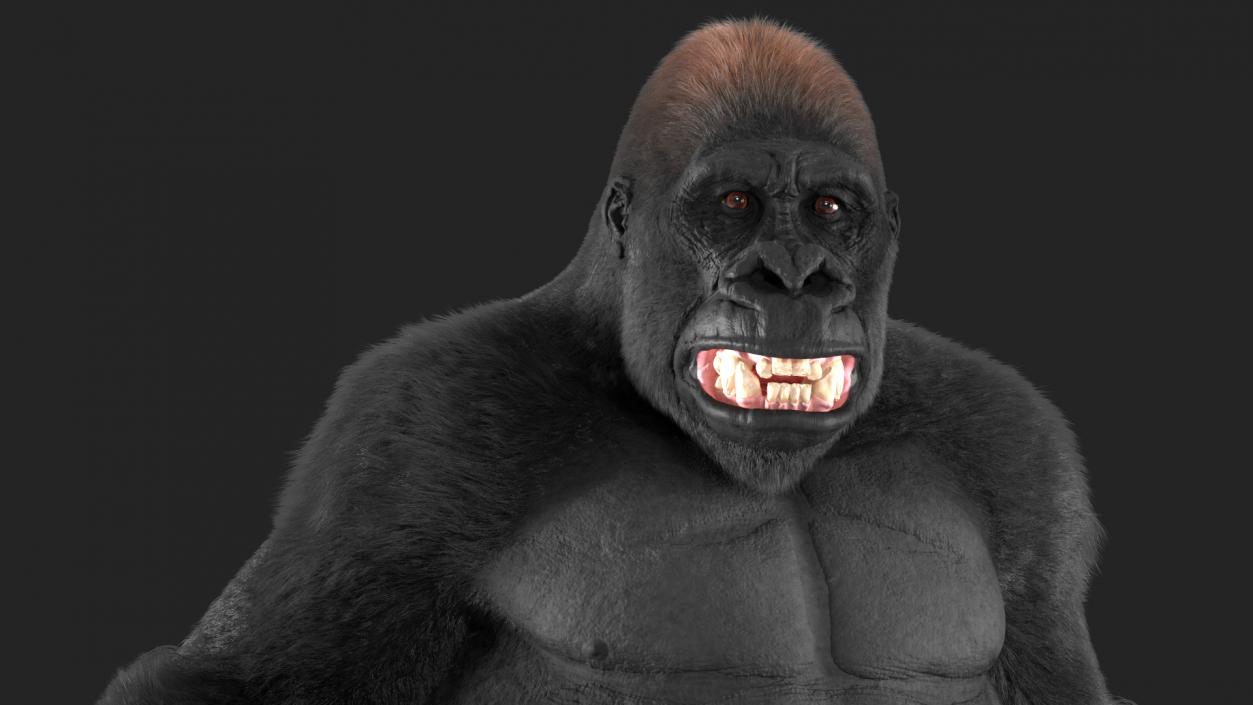 3D model Roaring Gorilla Fur Animated Rigged