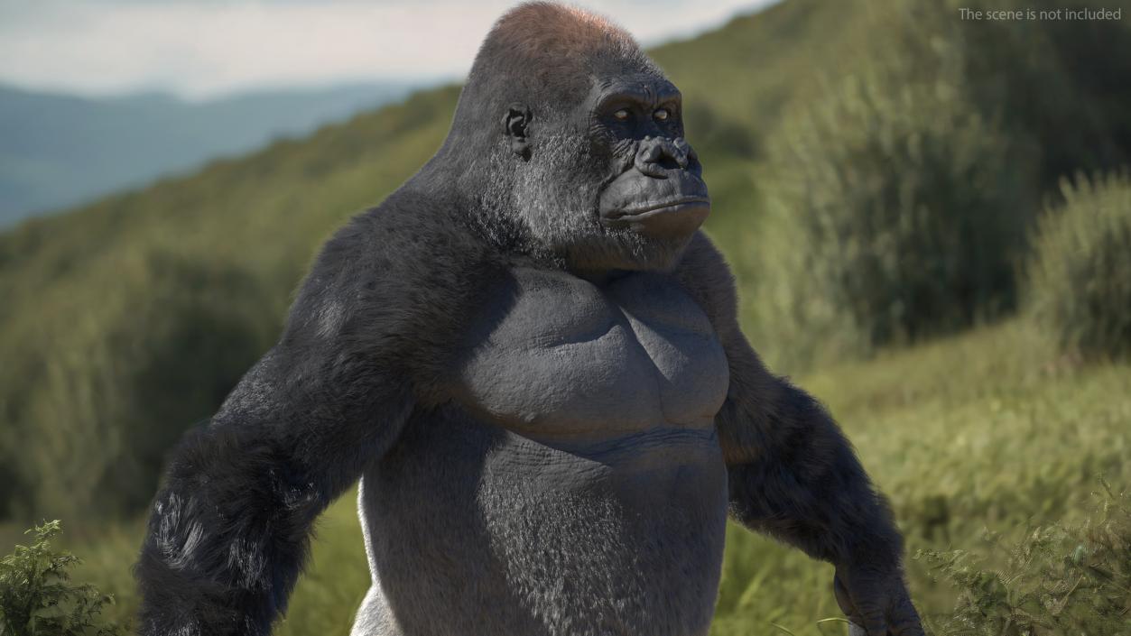 3D model Roaring Gorilla Fur Animated Rigged