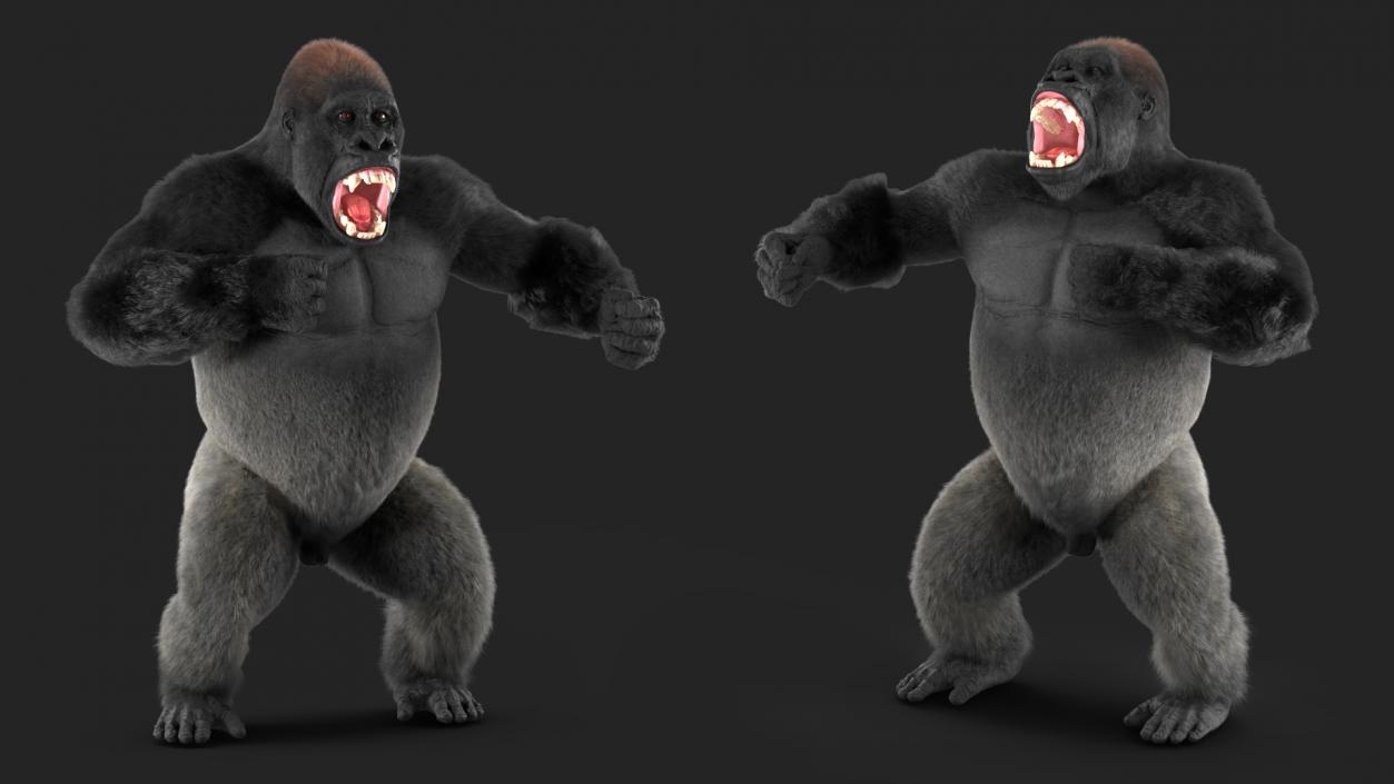 3D model Roaring Gorilla Fur Animated Rigged