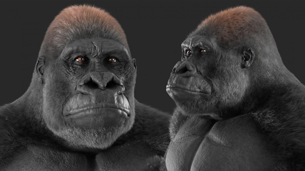 3D model Roaring Gorilla Fur Animated Rigged