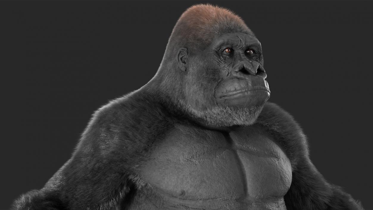 3D model Roaring Gorilla Fur Animated Rigged