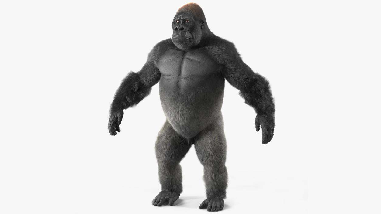 3D model Roaring Gorilla Fur Animated Rigged