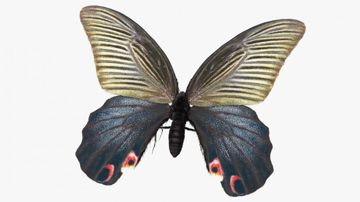 3D Papilio Protenor Butterfly Male and Female Collection model