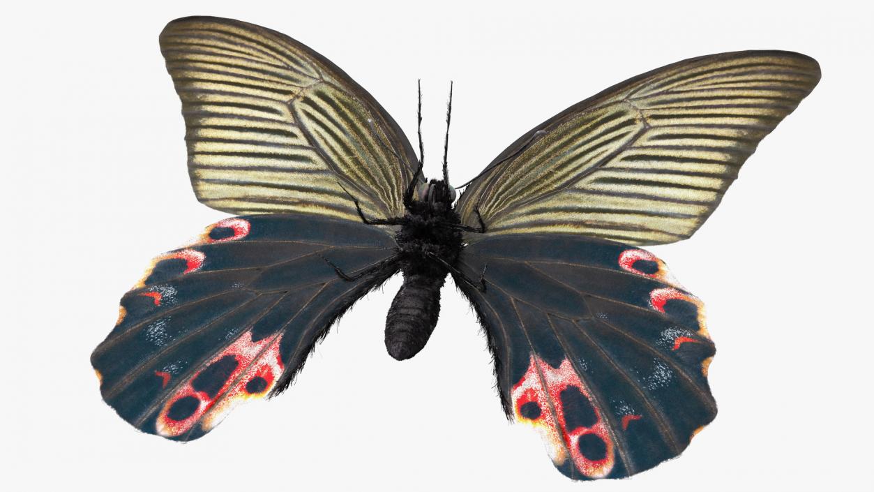 3D Papilio Protenor Butterfly Male and Female Collection model