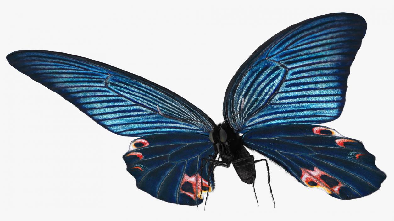 3D Papilio Protenor Butterfly Male and Female Collection model