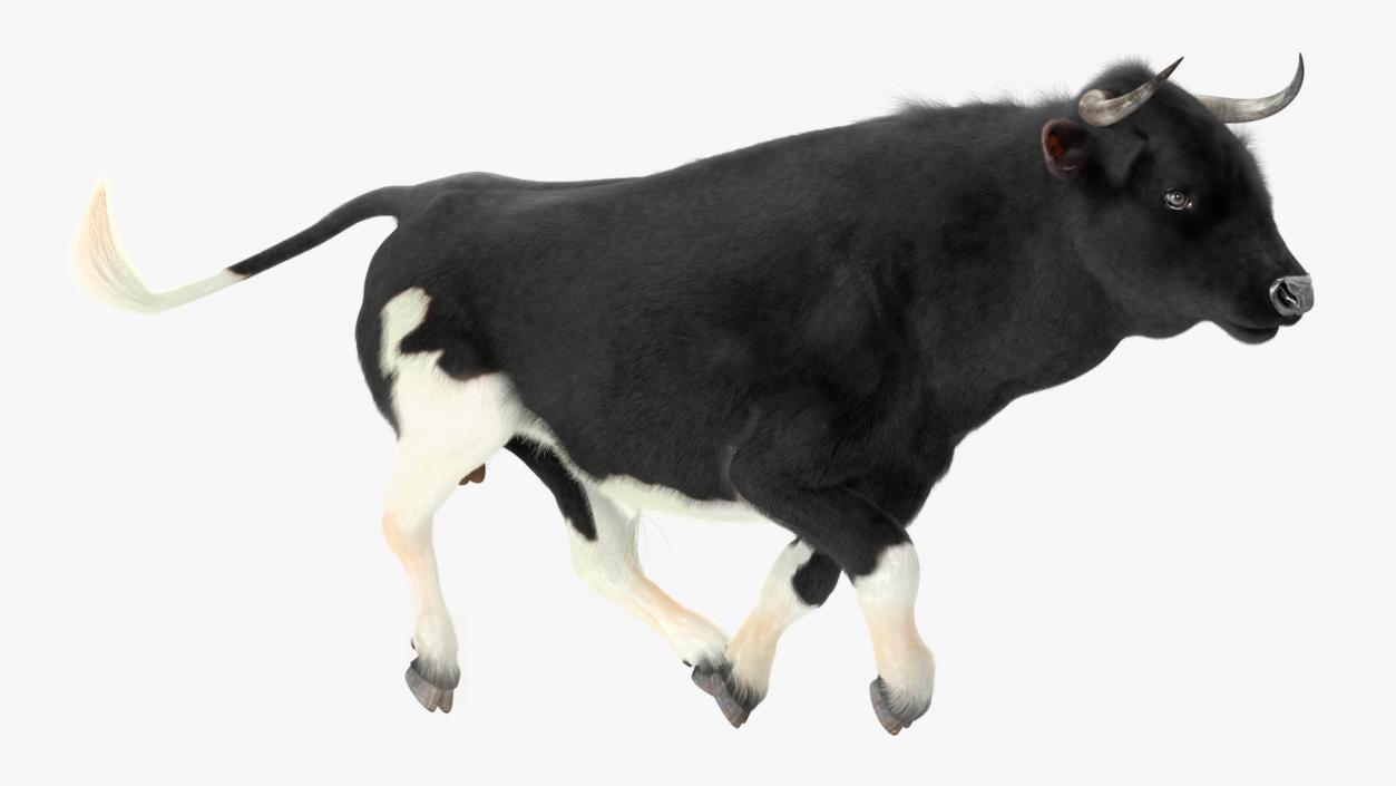 3D Black Bull Fur Rigged