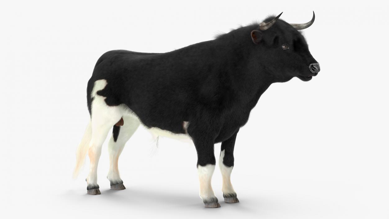 3D Black Bull Fur Rigged