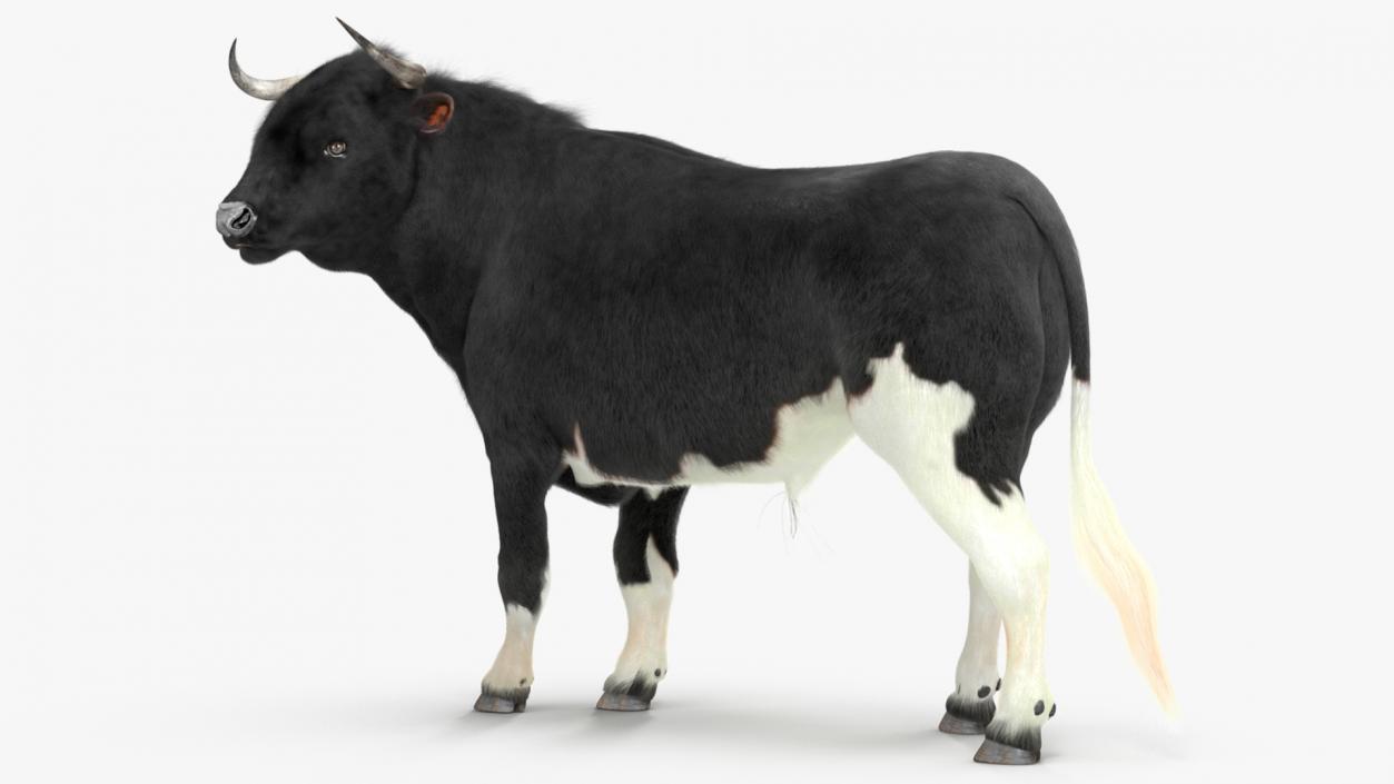 3D Black Bull Fur Rigged