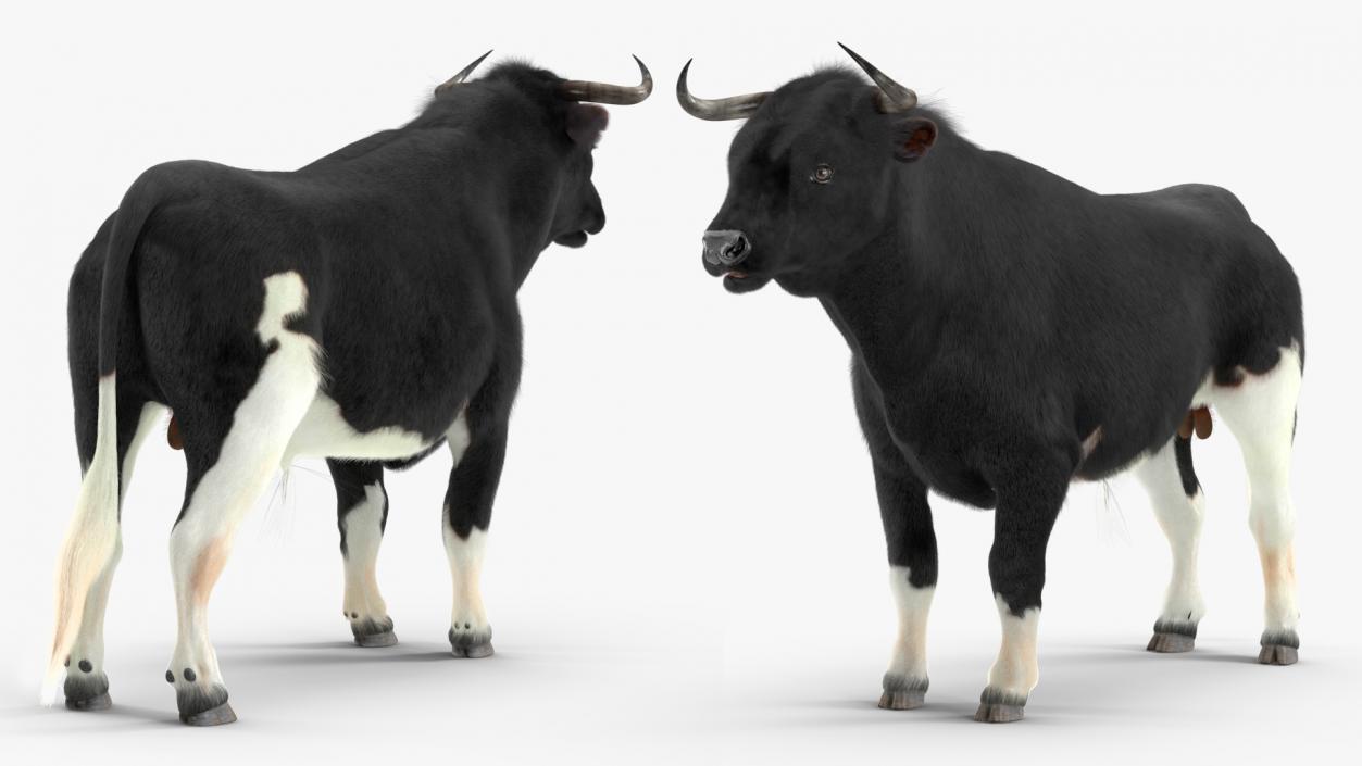 3D Black Bull Fur Rigged