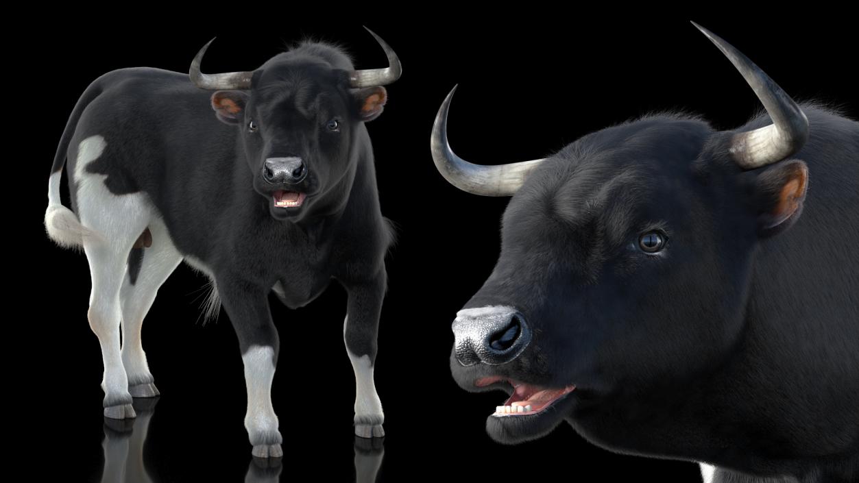 3D Black Bull Fur Rigged