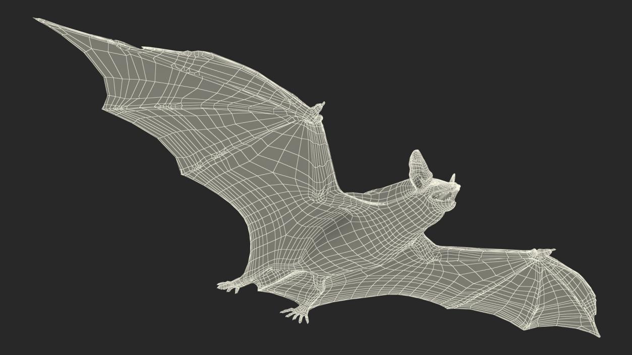 3D Black Bat Rigged