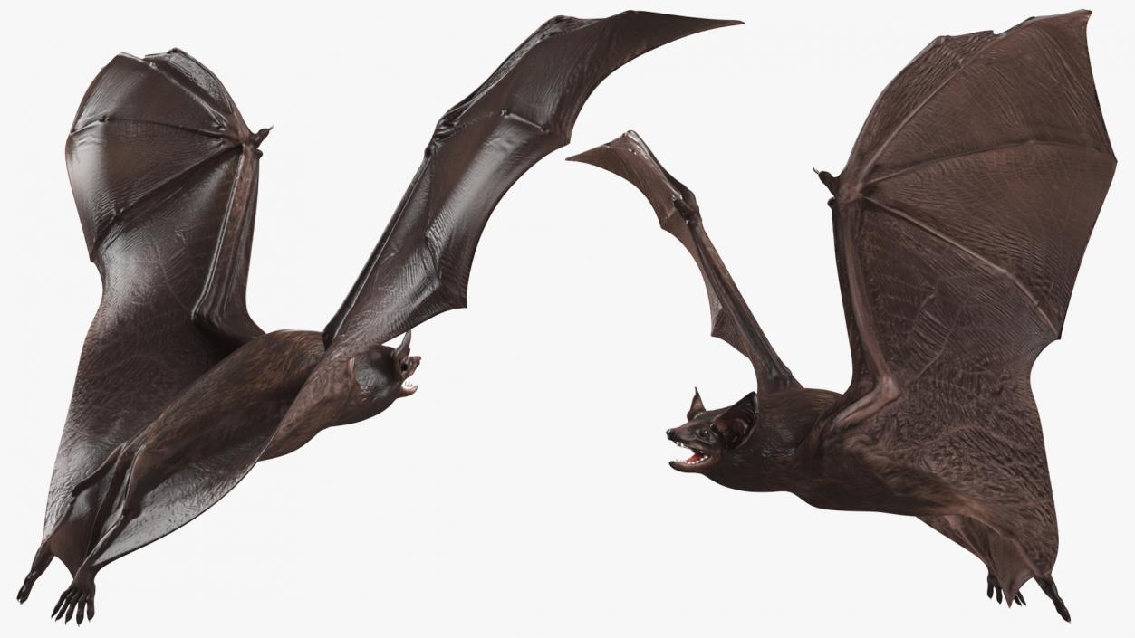 3D Black Bat Rigged