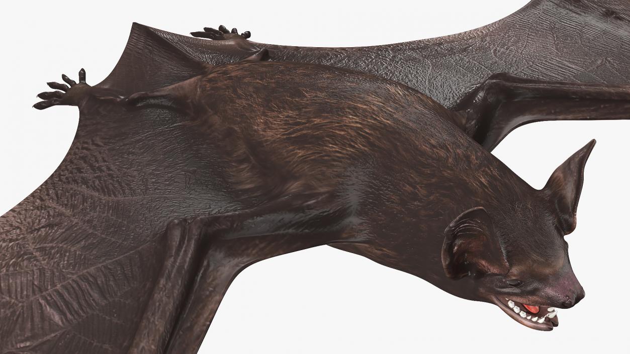 3D Black Bat Rigged